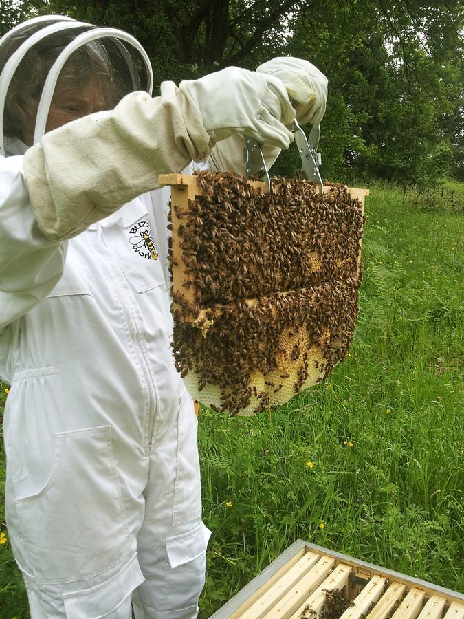13 Bees Panzió Confolens Kültér fotó